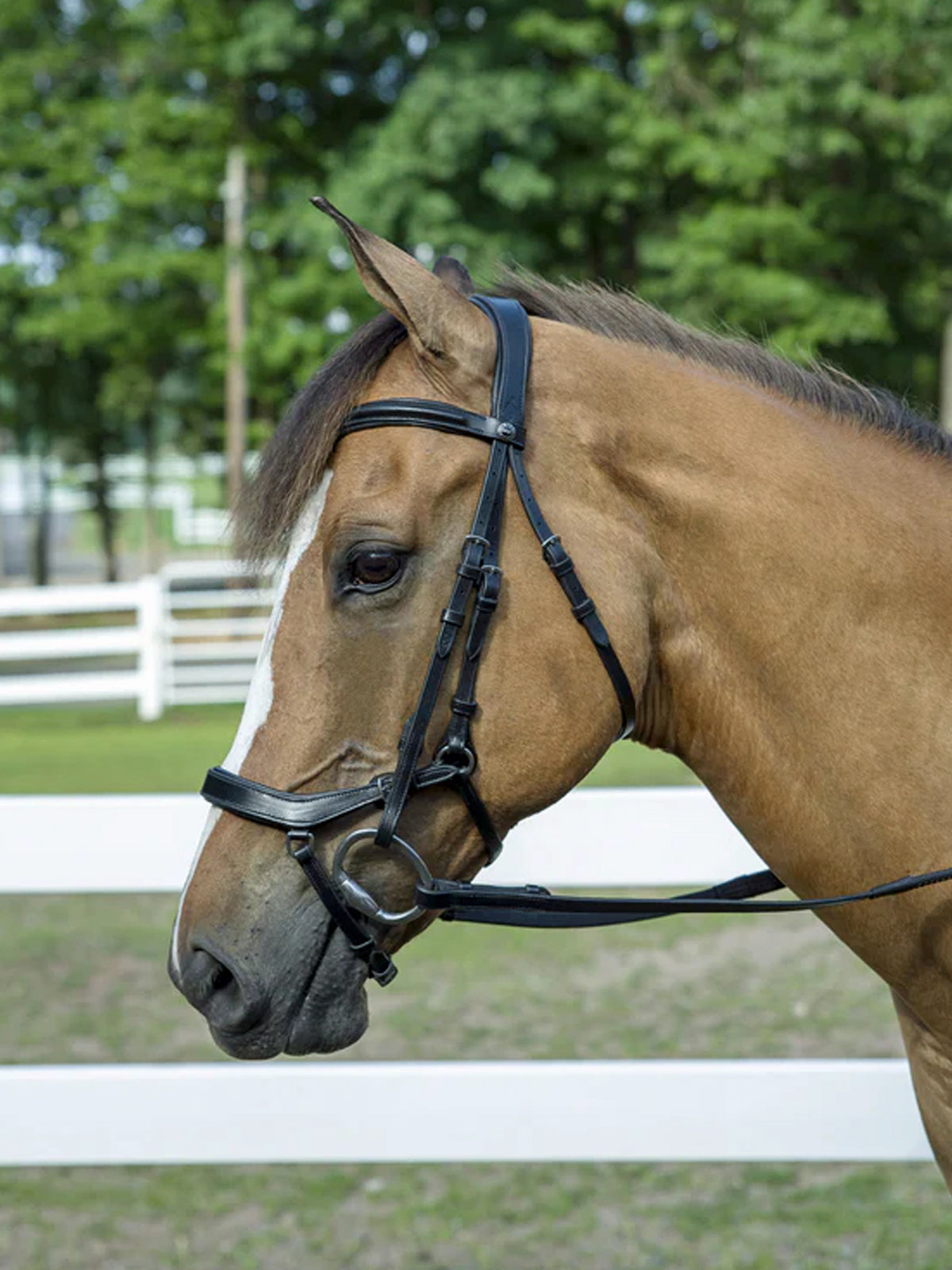 Henri de Rivel Pro Anatomical Bridle (Havana)