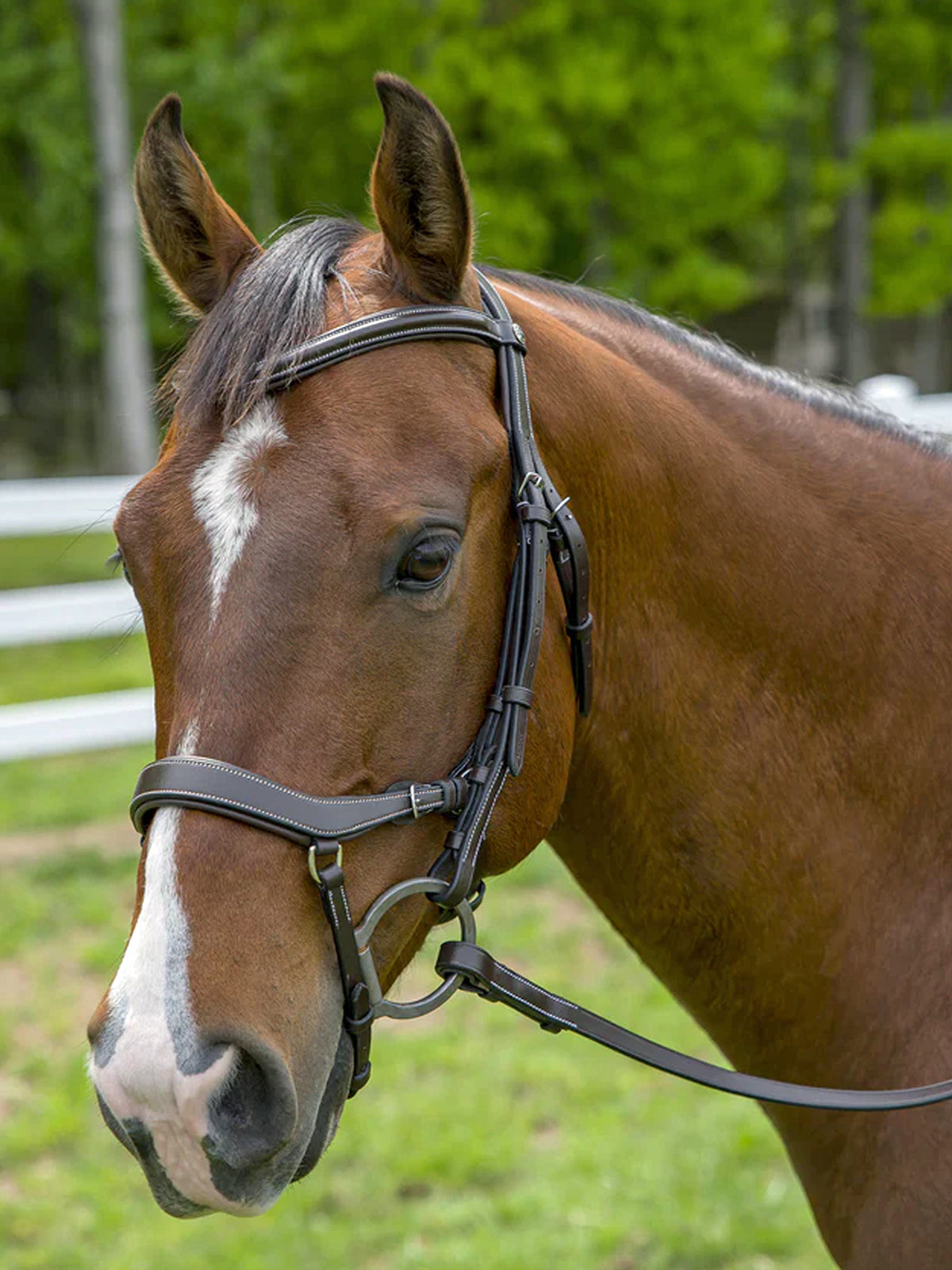 Henri de Rivel Pro Anatomical Bridle (Havana)
