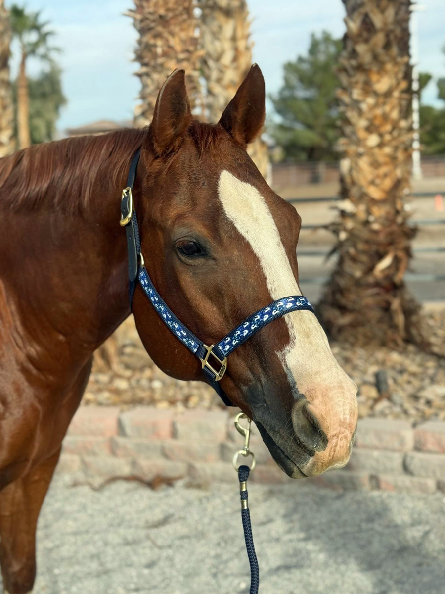 Anni Lyn Sportswear Premium Ribbon Halter with Lead Combo Pack