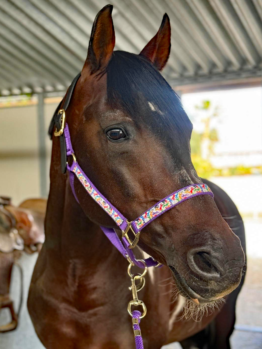 Anni Lyn Sportswear Premium Ribbon Halter with Lead Combo Pack