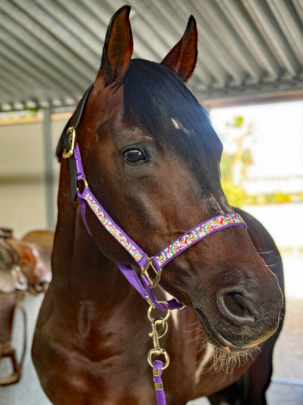 Anni Lyn Sportswear Premium Ribbon Halter with Lead Combo Pack