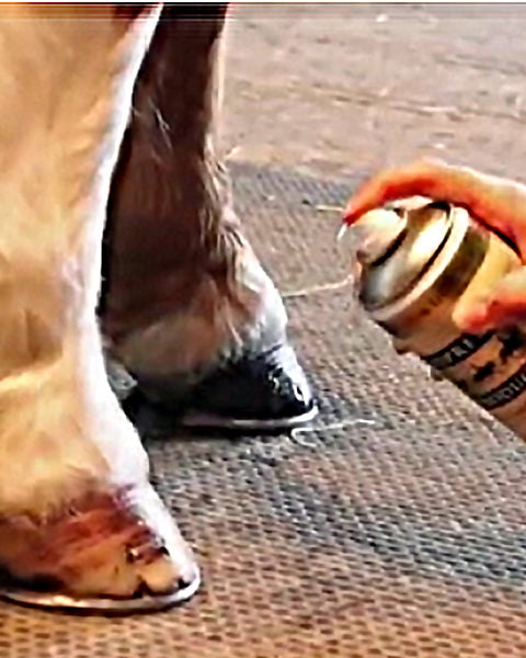 Supreme Horse Care Hoof Shine Spray - Clear - (400ml Spray Can)