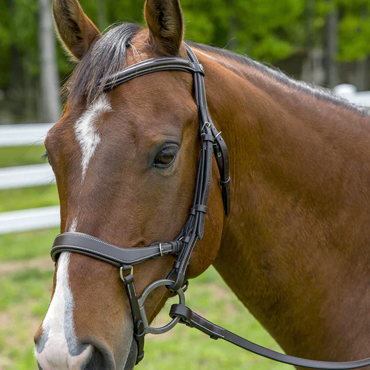 Henri de Rivel Pro Anatomical Bridle (Havana)
